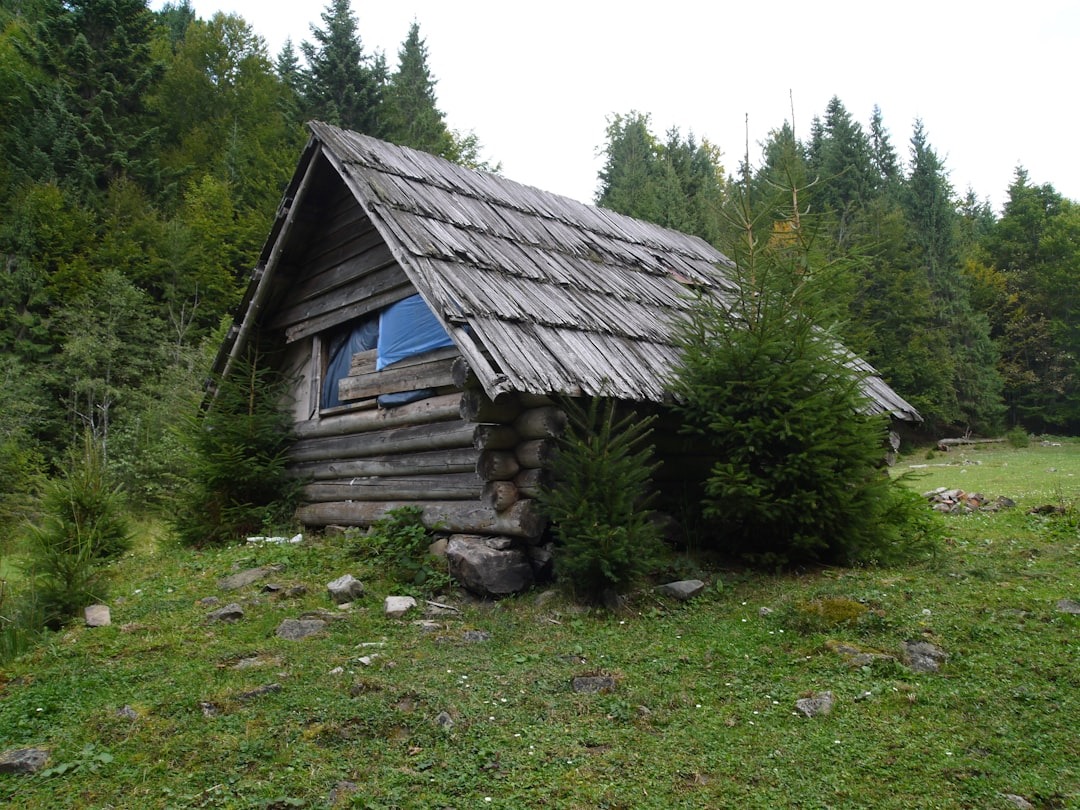 gray house surrounded by green leafed trees